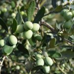 Oliventræets sundhedsmæssige fordele – en guide til at udnytte dem